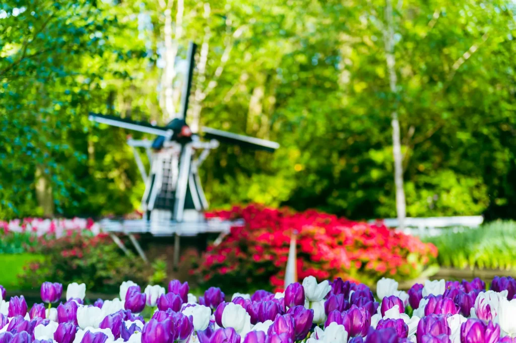 Viagem em grupo à Holanda: moinho e tulipas no Parque Keukenhof