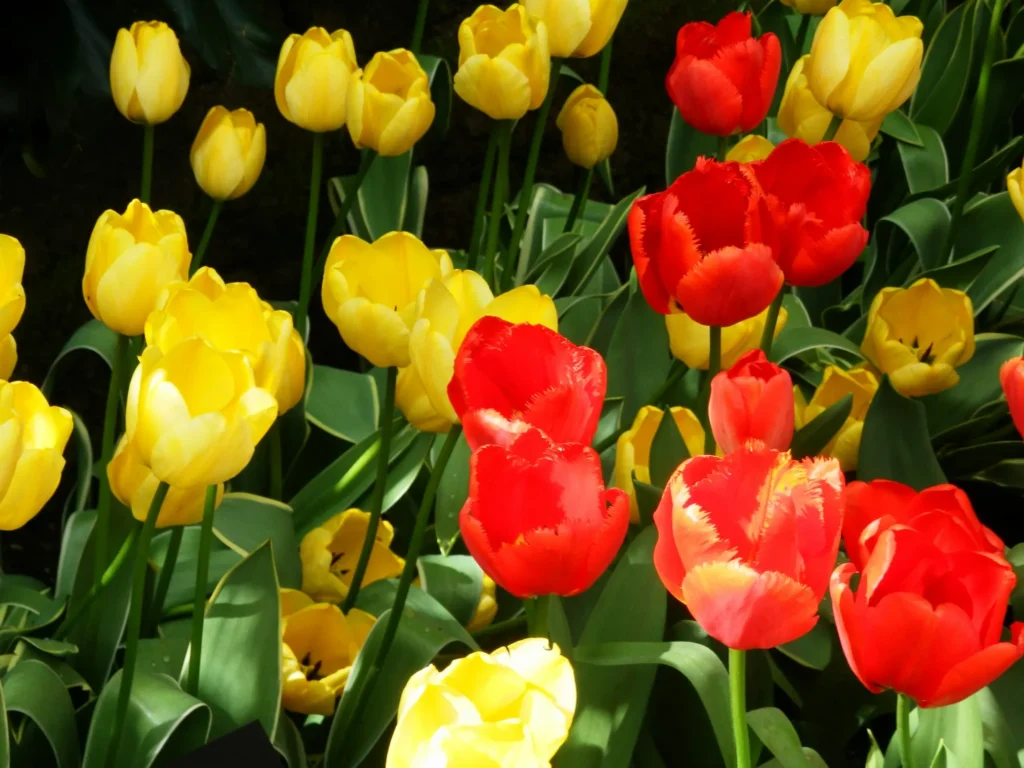Tulipas vermelhas e amarelas em flor na primavera