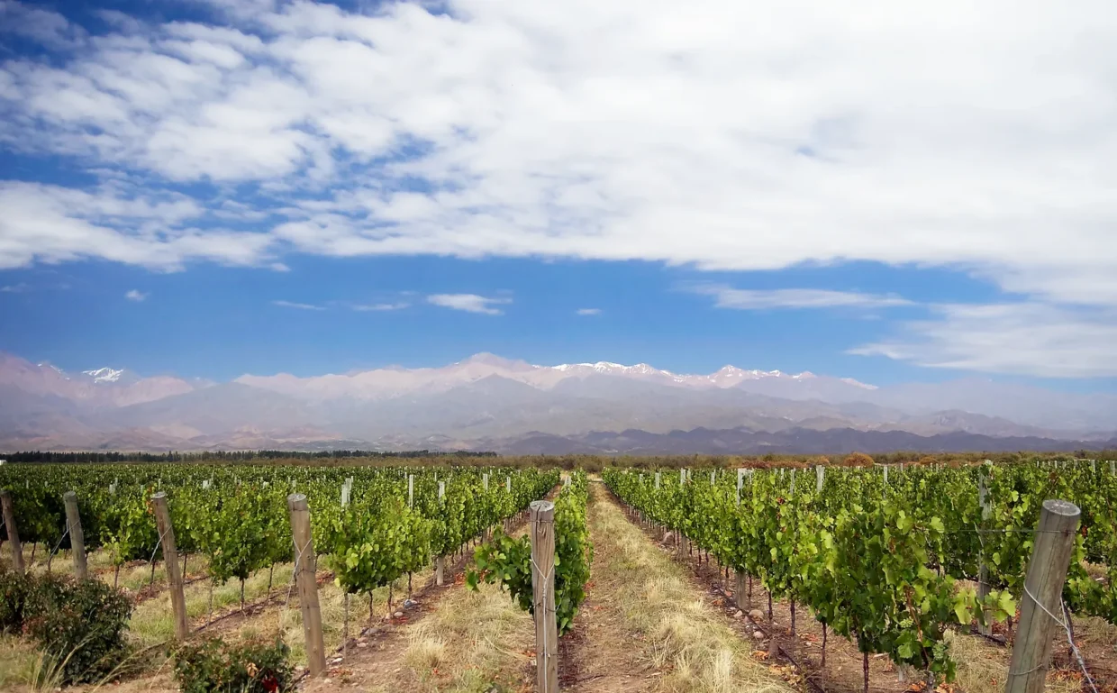Fileiras de videiras no Vale de Uco, em Mendoza, com a Cordilheira dos Andes ao fundo.