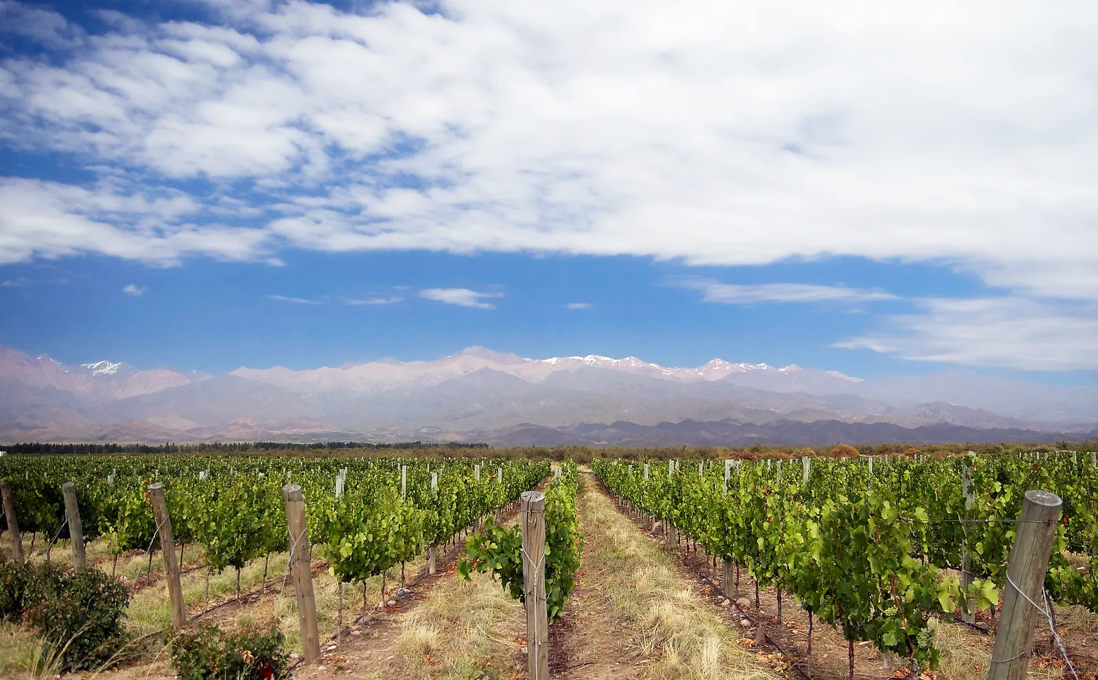 Fileiras de videiras no Vale de Uco, em Mendoza, com a Cordilheira dos Andes ao fundo.