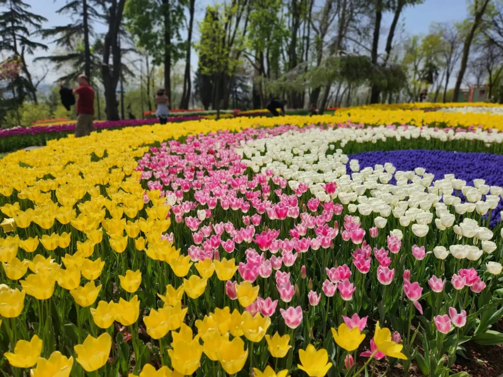Canteiros de tulipas coloridas em parque de Istambul, na primavera